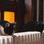 Czy opłaca się wymiana starych grzejników na niskotemperaturowe? Koszty, oszczędności i efektywność w praktyce